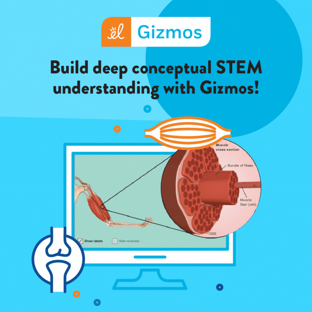 Gizmos Facebook Ad